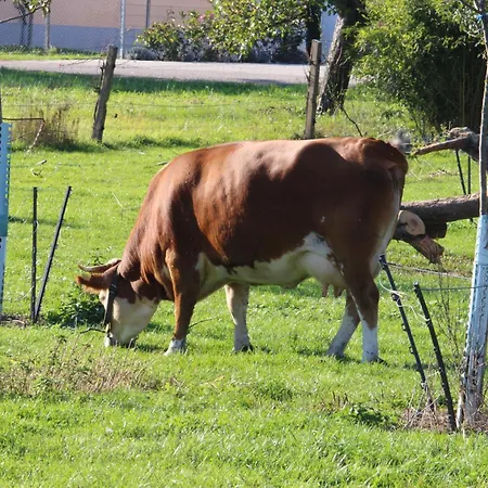Schulte & Mehr Meißenheim